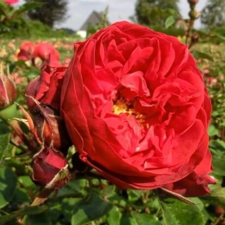 Роза Florentina (плетистая) (ЗКС)