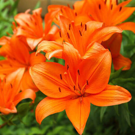 Лилия Orange Summer (луковицы 1 шт)