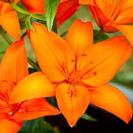 Лилия Orange Summer 