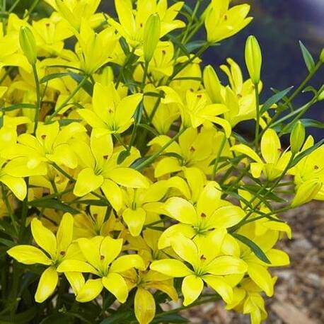 Лилия Yellow Cocotte (луковицы 1 шт)
