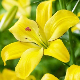 Лилия Yellow Cocotte 