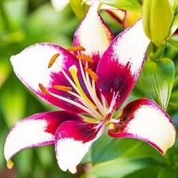 Лилия Curitiba 