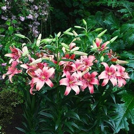Лилия Morpho Pink (луковицы 1 шт)