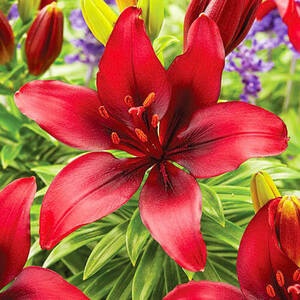 Лилия Cavoli 