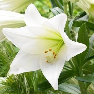 Лилия White Heaven 