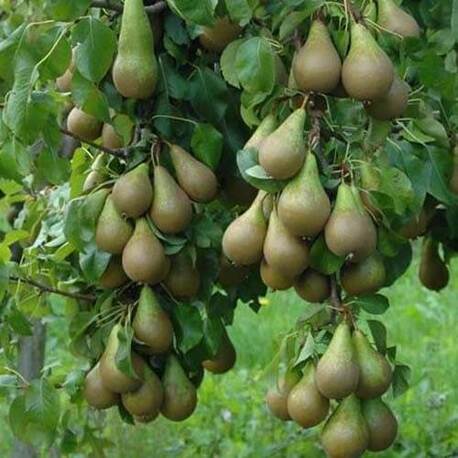 Груша Конференция (2-х летний)