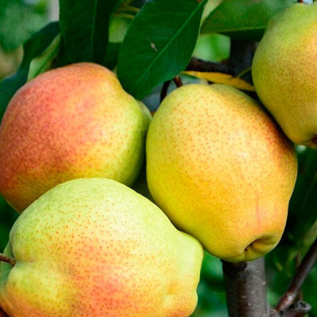 Груша Киргизская (2-х летний)