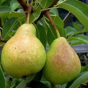 Груша Киргизская (2-х летний)