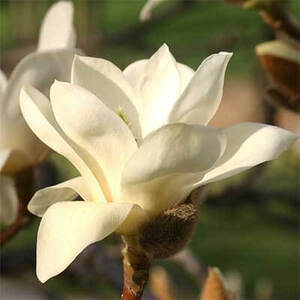 Магнолія Double White (контейнер Р9) Магнолія Double White (контейнер Р9)