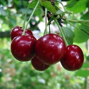 Вишня Молодежная (2-х летний)