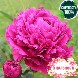 Пион травянистый Jacorma (2-4 почки)