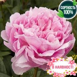 Пион Lady Orchid (2-4 почки)