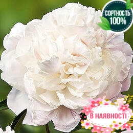 Пион Marie Lemoine (2-4 почки)
