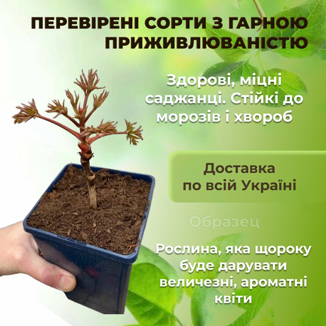 Півонія Shima-nishiki Dao Jin деревоподібна