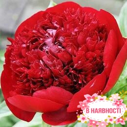 Пион Henry Bockstoce (2-4 почки)
