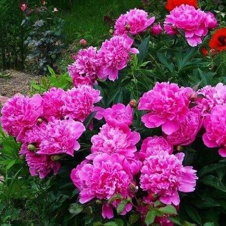 Пион Edulis Superba (2-4 почки)