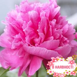 Пион Edulis Superba (2-4 почки)