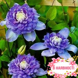 Клематис Blue Light (контейнер 1л)