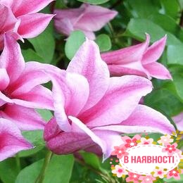 Клематис Duchess of Albany (контейнер 1л)