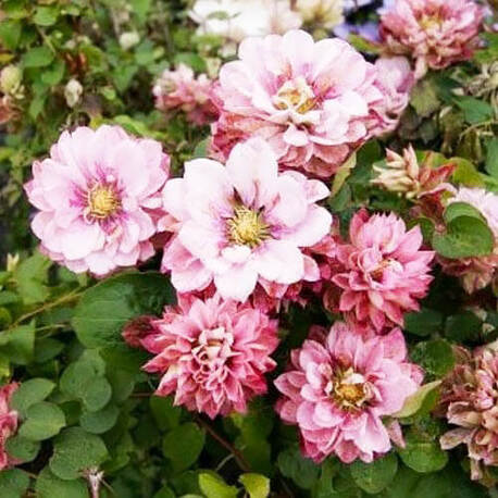 Клематис Pink Passion (контейнер 1л)