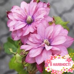 Клематис Pink Passion (контейнер 1л)