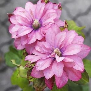 Клематис Pink Passion (контейнер 1л) Клематис Pink Passion (контейнер 1л)