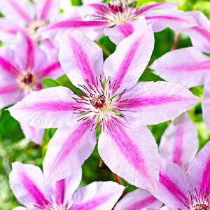 Клематіс Nelly Moser (контейнер 1л) Клематіс Nelly Moser (контейнер 1л)