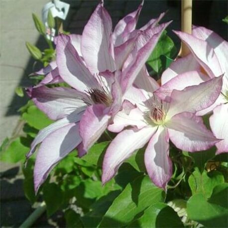Клематіс Omoshiro (контейнер 1л)