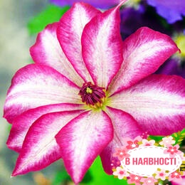 Клематис Picotee (контейнер 1л)