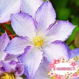 Клематис Lucky Charm (контейнер 1л)