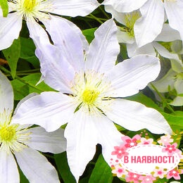 Клематис Etoile Nacre (контейнер 1л)