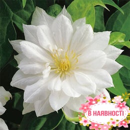 Клематис Duchess of Edinburgh (контейнер 1л)