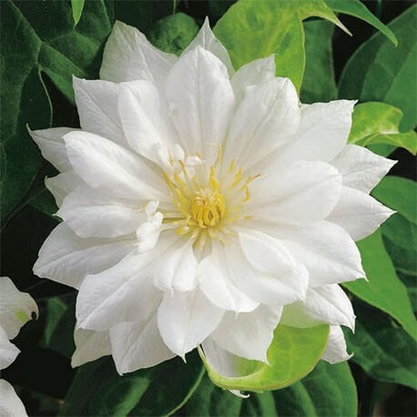 Клематис Duchess of Edinburgh (контейнер 1л)