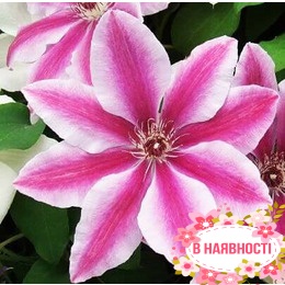 Клематис Love Jewelry (контейнер 1л)