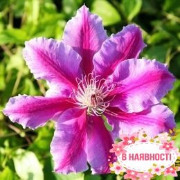 Клематис Dr. Ruppel (контейнер 1л)