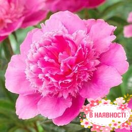 Пион Bouquet Perfect (2-4 почки)