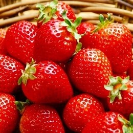 Клубника Ostara (Ремонтантный сорт)