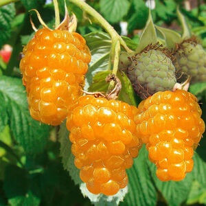 Малина Желтый Гигант (среднеранний сорт)