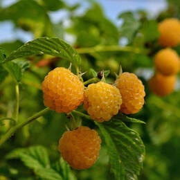 Малина Голден Куин (ранний сорт)