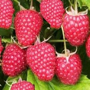 Малина Поляна (ремонтантная)