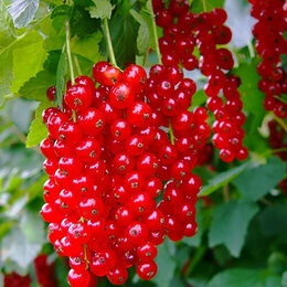 Смородина Детван (ранний сорт)