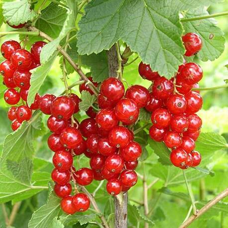 Смородина Сахарная (ранний сорт)