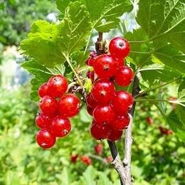 Смородина Сахарная (ранний сорт)