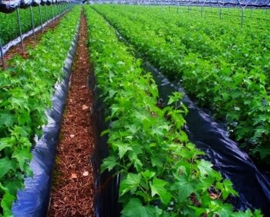Смородина Ориана (среднеранний сорт)
