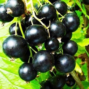 Смородина Ориана (среднеранний сорт)