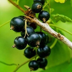 Смородина Бен Ломонд (среднепоздний сорт)
