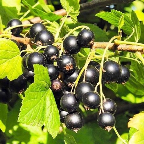 Смородина Софиевская (среднепоздний сорт)
