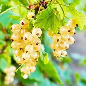 Смородина Десертная (ранний сорт)