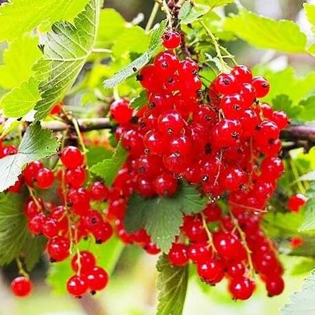 Смородина Святкова (ранний сорт)