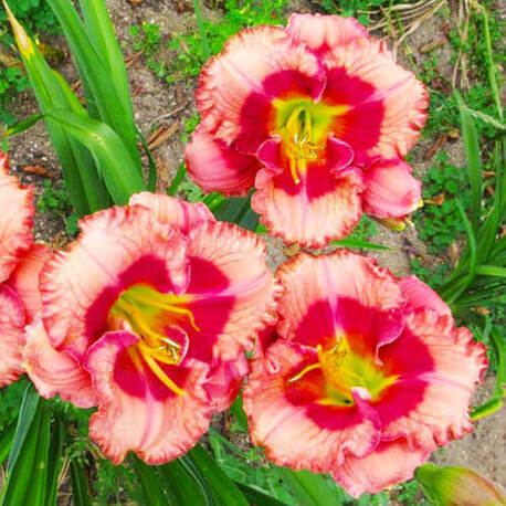Лілійник Cherry Valentine